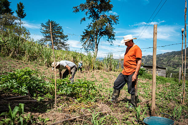 Farmer harvesting on his farm in Junin, Cundinamarca, Colombia