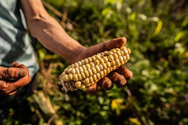 Farmer holding corn cob in rural field