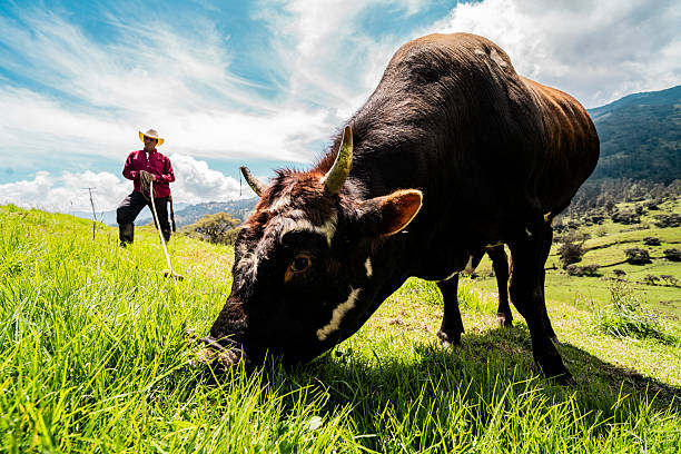 Black bull at farm in Junin, Cundinamarca, Colombia