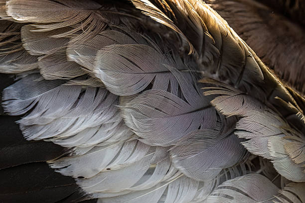 istock Detailed feathers of a duck wing 2211608743