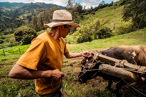 Farmer tying cattle to carry them at farm