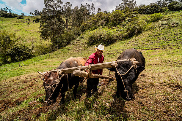 Rural farmer of Indian ethnicity ploughing field using wooden plough which is riding by two bullock.