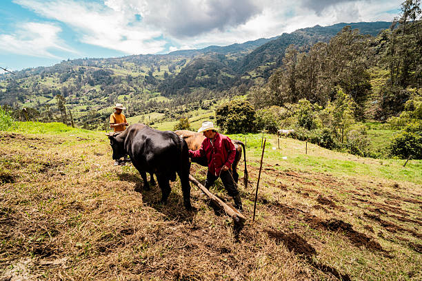 Farmers carrying cattle by rope at farm in Junin, Cundinamarca, Colombia