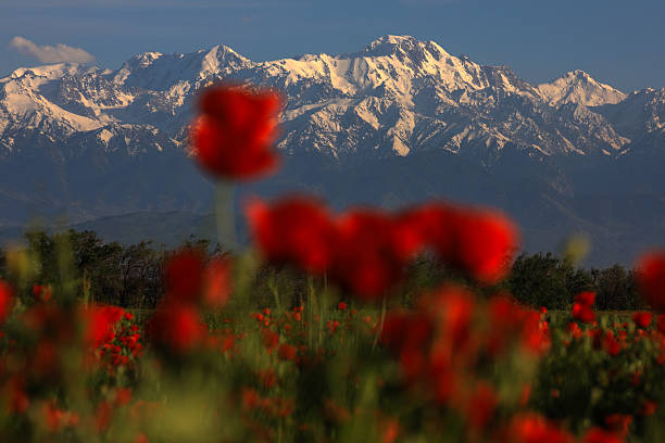 istock Field of poppies 2211609905
