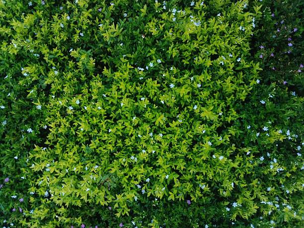 istock Texture details of leaves 2211609938