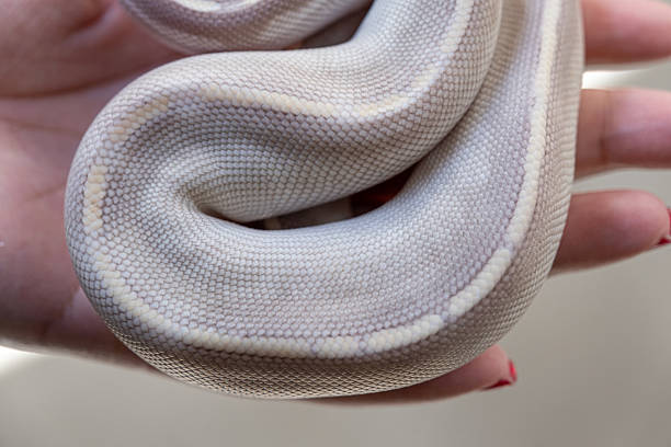Pet snake slithers across a bed
