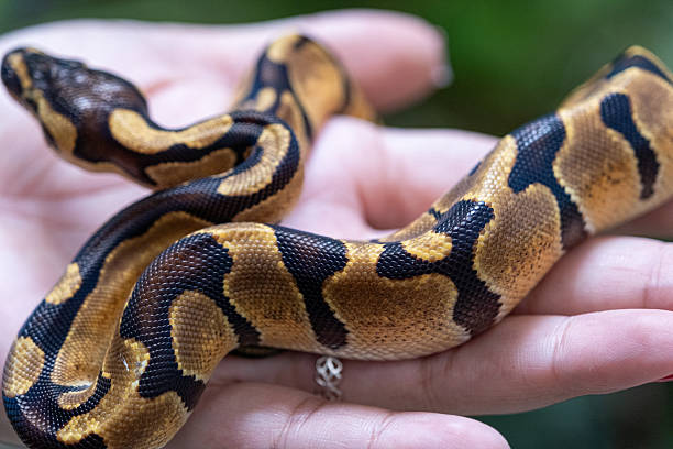 istock Close-up of the skin texture of a Enchi ball python 2211610493