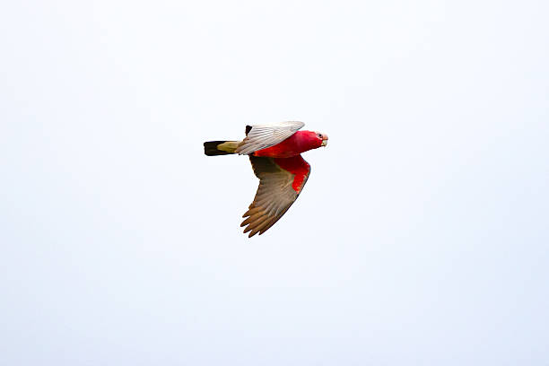 Pink Galah (Eolophus roseicapilla) fly gracefully through a partly cloudy sky above the open countryside. Their bright plumage contrasts beautifully with the soft clouds