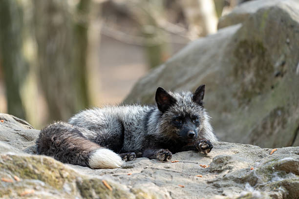 Miyagi Zao Fox Village