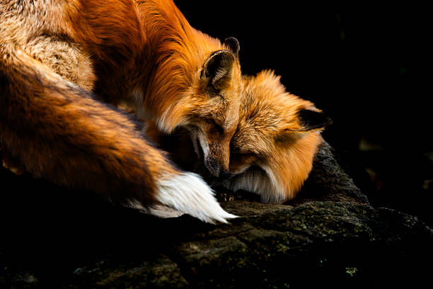 istock Two Foxes of Miyagi Zao Fox Village 2211613297