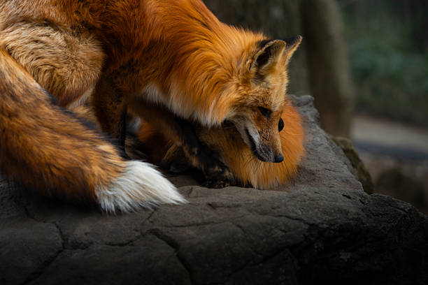 istock Two Foxes of Miyagi Zao Fox Village 2211613325