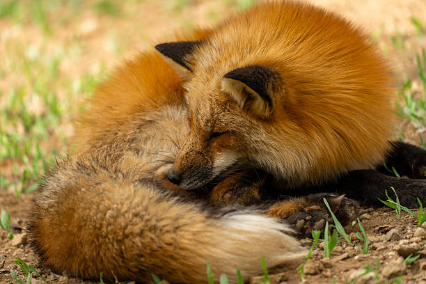 istock A Fox of Miyagi Zao Fox Village 2211613389