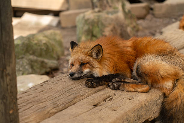 istock A Fox of Miyagi Zao Fox Village 2211613665