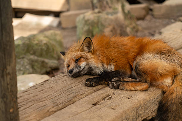 istock A Fox of Miyagi Zao Fox Village 2211613719