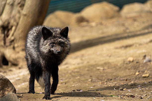 Miyagi Zao Fox Village