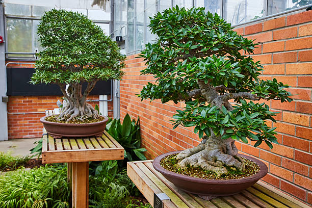 Pine tree and other bonsai trees in garden shop
