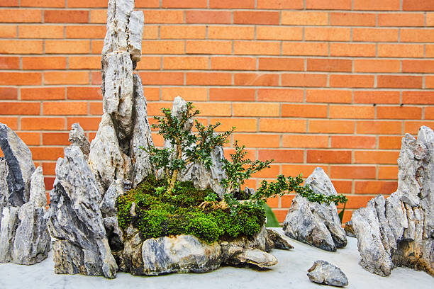 A beautiful collection of bonsai trees displayed at the plant nursery, available for sale.