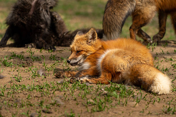 istock Foxes of Miyagi Zao Fox Village 2211614098