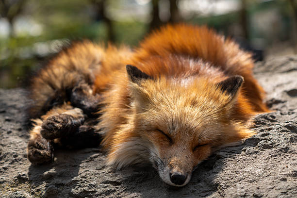 istock Foxes of Miyagi Zao Fox Village 2211614802