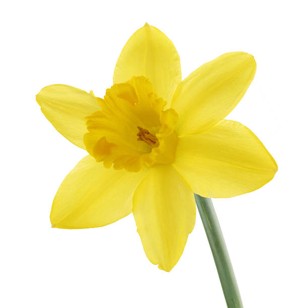 istock Single yellow Daffodil Lent Lily Narcissus 2211614868