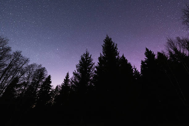 Dark silhouette of a dense coniferous and deciduous forest against a clear night sky, studded with countless bright stars.Low light photo