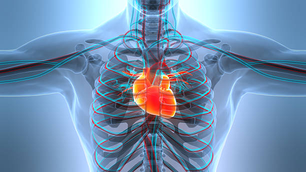 istock Human Circulatory System Heart Anatomy 2211616862