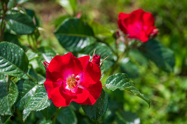istock Rose Irene Joliot Curie, Rose Garden Rome 2211618485