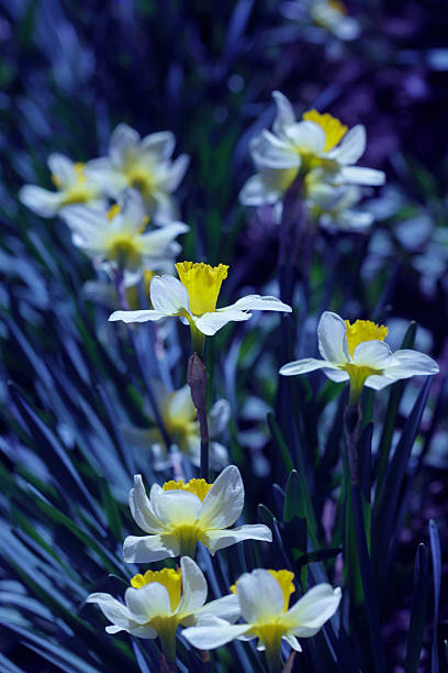 istock Colorful blossom in spring garden 2211620085