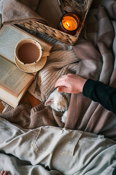 istock Peaceful moment with a sleeping kitten wrapped in warm knits, hand gently petting, next to a cup of coffee, open book, and a lit candle in a cozy home setting 2211620355