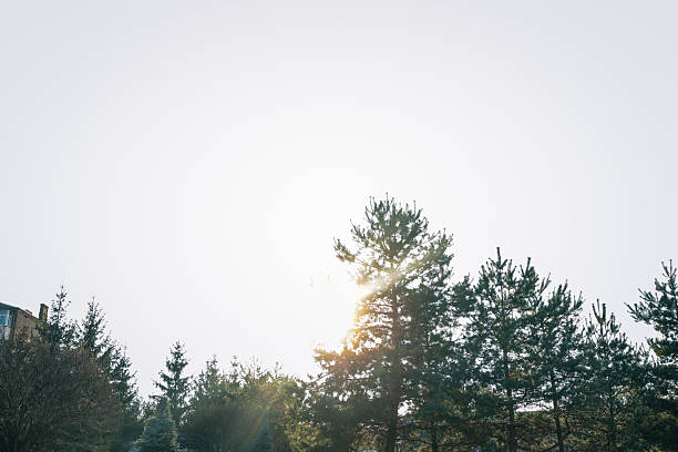 Sunlight shining through pine trees in a peaceful forest landscape, captured against a bright sky during early morning or late afternoon.