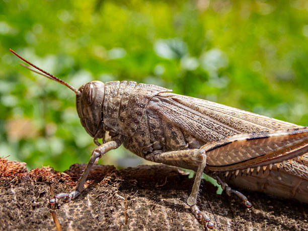 istock Grey grasshopper portrait - Anacridium aegyptium 2211620809