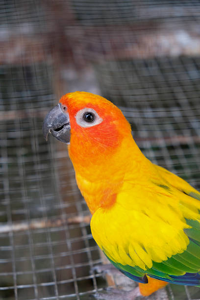 istock Adorable sun conure at the zoo. 2211622950