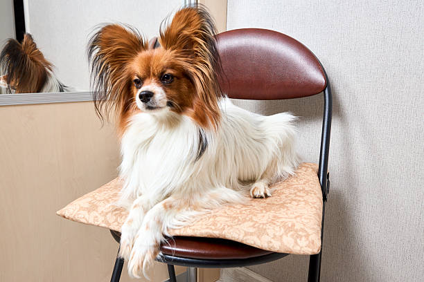 Cute white with brown head Papillon or Continental Toy spaniel dog sitting facing front with reflection in mirror on chair over gray background.