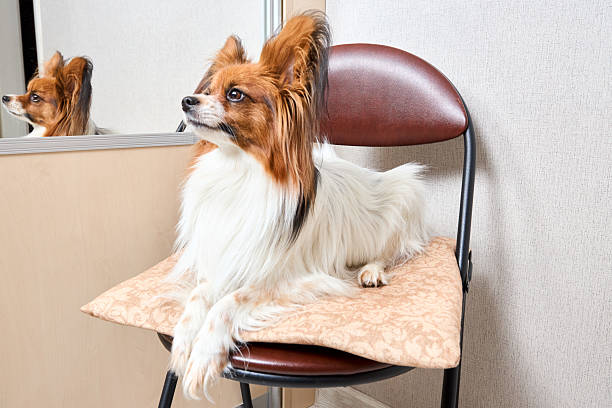 Cute white with brown head Papillon or Continental Toy spaniel dog sitting facing front with reflection in mirror on chair over gray background.