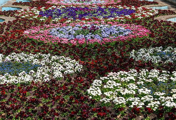 viola pansy flowers in the spring park