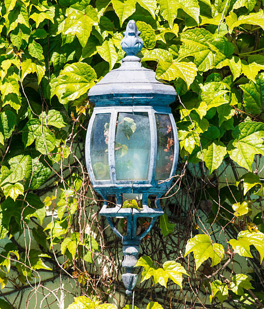A blue lantern with a glass cover is hanging from a vine. The lantern is surrounded by green leaves, giving it a natural and peaceful atmosphere