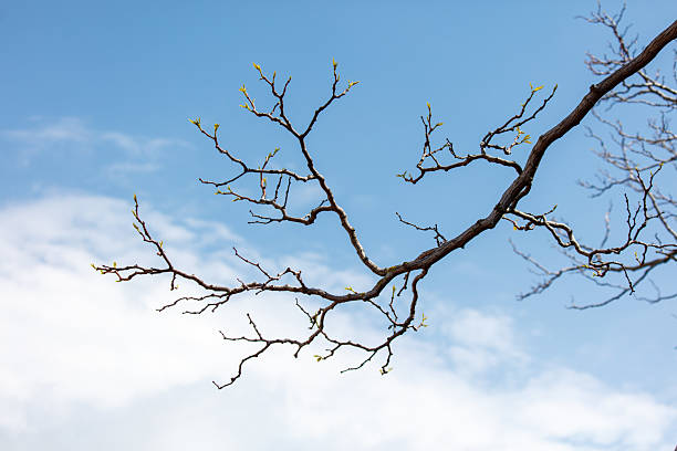 A tree branch with leaves and a blue sky in the background. The branch is bare and the sky is clear