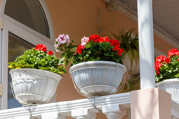 Three white flower pots with red flowers on a balcony. The pots are arranged in a row, with the middle one being the tallest. The balcony is outside of a building, and the flowers are in full bloom