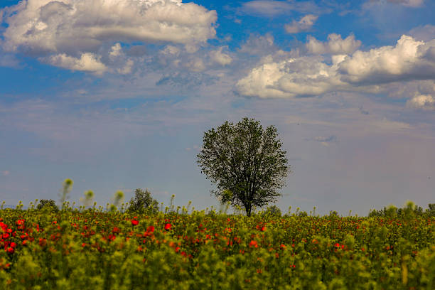 Large poppy field in Kazakhstan.