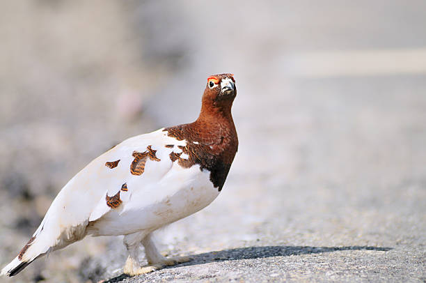 A Willow Ptarmigan checking for traffic before crossing a road in Denali National Park, why? Road guard out?
