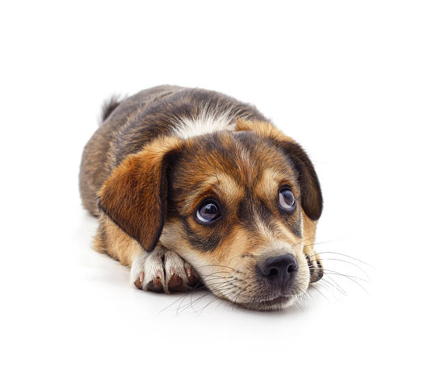 istock A dog that lies down. 2211628429
