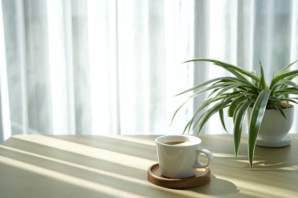 istock coffee cup and spider plant on white table minimal cozy interior under sunlight 2211630625