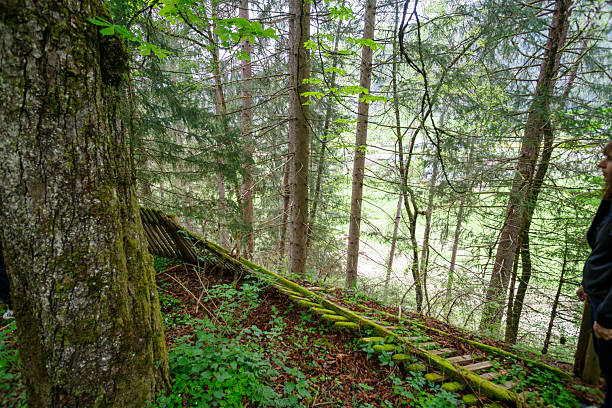 Bad Illstern, italy., Lost place. Forest landscape with a moss-covered wooden structure on a slope. A large tree trunk is in the foreground, and a person is visible on the right.