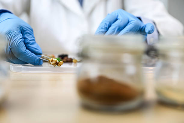 Scientific hands sorting small fruit and vegetable pieces for laboratory examination. Study of wholesome, plant-based nutrition. Concept: Healthy Food