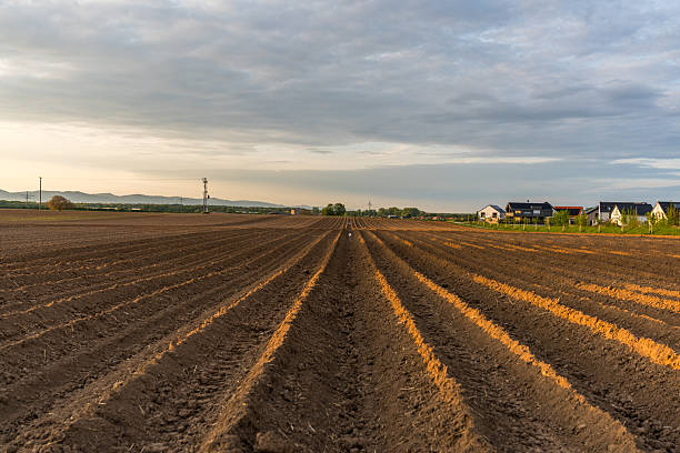 istock Cultivated Fields in Spring Light – Agricultural Landscapes and Seedlings 2211633392