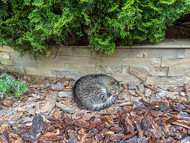 Peaceful Tabby Cat Napping Outdoors on Bark Mulch Beneath Evergreen Shrubbery.Cute Striped Domestic Cat Resting Curled Up on Garden Wood Chips Near Stone Wall
