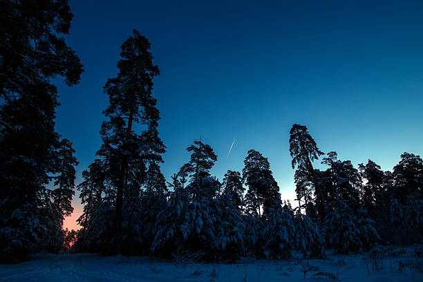 the sunset under a path between trees in winter in siberian taiga