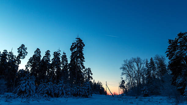 Early winter morning in a pine forest. Winter landscape.