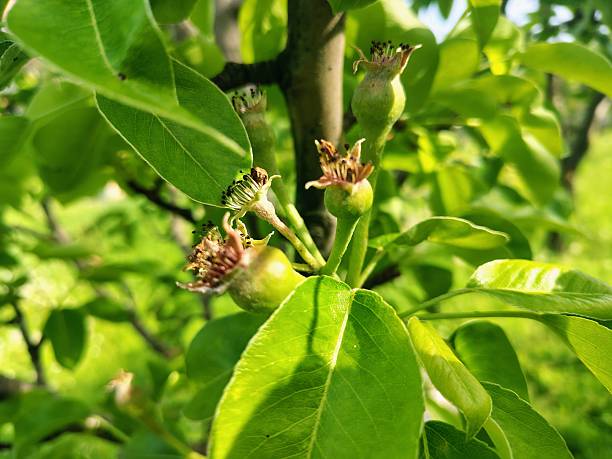 istock Front view of the Pear fruit on the tree 2211634691