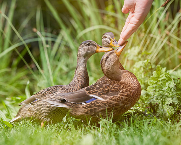 istock Duck eat from a person's hand, its brown and black feathers visible. Green grass and blurred vegetation form the background, highlighting the peaceful interaction. 2211634803